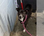 Small #1 Mutt