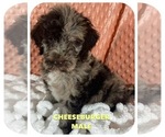 Puppy 1 Aussiedoodle-Poodle (Standard) Mix