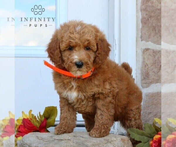 Medium Photo #1 Goldendoodle (Miniature) Puppy For Sale in GORDONVILLE, PA, USA