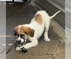 Spartacus - Male Great Pyrenees Dog for Adoption - Photo #4