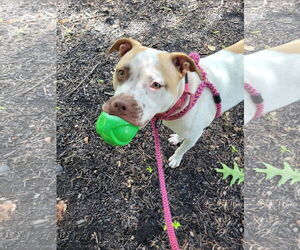 Sandy NJ - Female American Staffordshire Terrier-Unknown Mix Dog for Adoption - Photo #19