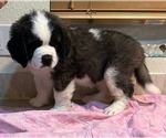 Small Photo #1 Saint Bernard Puppy For Sale in COLORADO SPRINGS, CO, USA