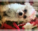 Small #1 Maltese-Poodle (Toy) Mix