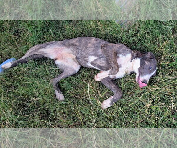 Medium Photo #6 Catahoula Leopard Dog-German Shepherd Dog Mix Puppy For Sale in Alexander, AR, USA