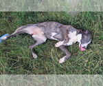 Small #5 Catahoula Leopard Dog-German Shepherd Dog Mix