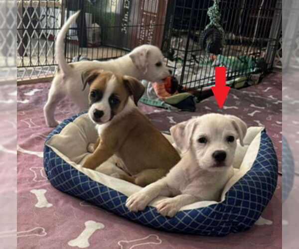 Medium Photo #3 Border Terrier-Unknown Mix Puppy For Sale in Williamsburg, NM, USA