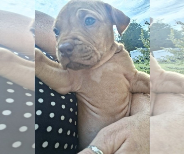 Medium Photo #8 Olde English Bulldogge Puppy For Sale in SAXE, VA, USA