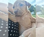 Small #7 Olde English Bulldogge