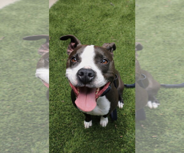 Medium Photo #1 American Pit Bull Terrier Puppy For Sale in Berkeley, CA, USA