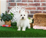 Small #5 West Highland White Terrier