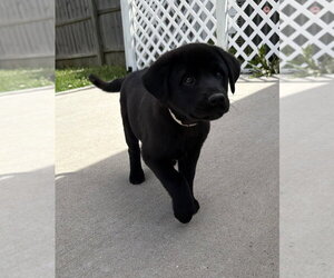 Labrador Retriever-Unknown Mix Dogs for adoption in Aurora, IN, USA