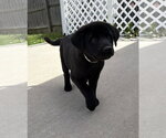 Small Labrador Retriever Mix