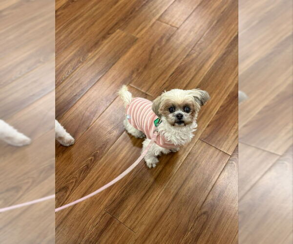 Medium Photo #3 Shih-Poo Puppy For Sale in Mukwonago, WI, USA