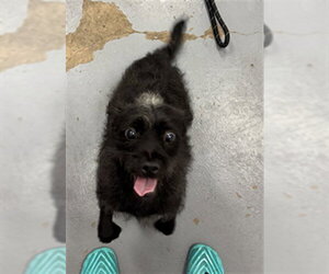 Mutt Dogs for adoption in Peoria, IL, USA