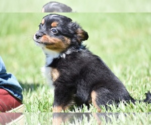 Miniature American Shepherd Puppy for sale in PALM COAST, FL, USA