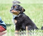 Image preview for Ad Listing. Nickname: Sir Sterling