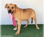 Small #1 Mutt