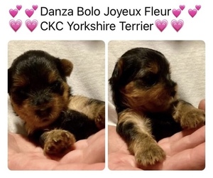 Yorkshire Terrier Puppy for sale in MARTIN, TN, USA