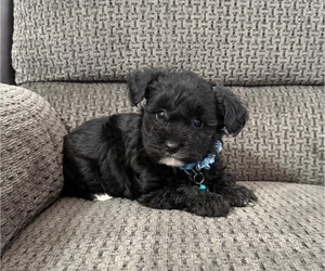 YorkiePoo Puppy for sale in JEFFERSONVILLE, IN, USA