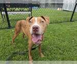 Small #3 American Pit Bull Terrier Mix