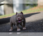 Small #2 American Bully