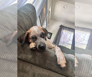 Australian Cattle Dog-Unknown Mix Dogs for adoption in Ogden, UT, USA