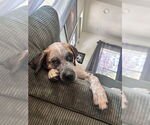 Small Australian Cattle Dog Mix