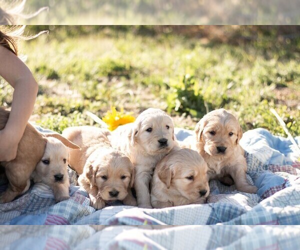 Medium Photo #36 Golden Retriever Puppy For Sale in BYERS, CO, USA