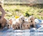 Small #3 Golden Retriever