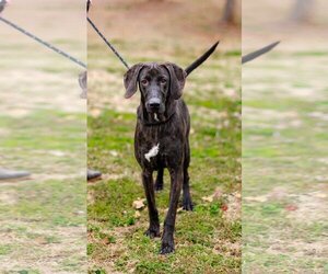 Plott Hound-Unknown Mix Dogs for adoption in Sparta, TN, USA