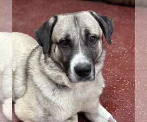 Anatolian Shepherd-Unknown Mix Dogs for adoption in Fargo, ND, USA