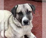 Small Anatolian Shepherd Mix