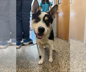 Border Collie-Unknown Mix Dogs for adoption in Tracy, CA, USA