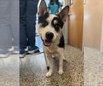Small Border Collie Mix