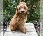 Small #3 Goldendoodle (Miniature)