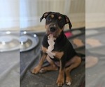 Small #2 American Bully