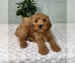 Small #2 Cavapoo