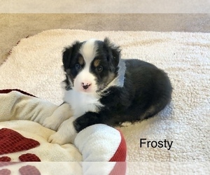 Australian Shepherd Puppy for Sale in BERESFORD, South Dakota USA