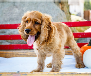 Cocker Spaniel Puppy for sale in WAKARUSA, IN, USA