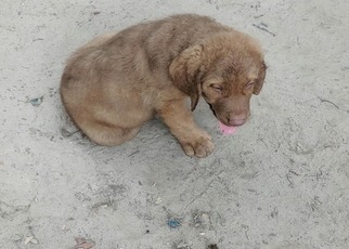 Chesapeake Bay Retriever Puppy for sale in CHARLOTTE HALL, MD, USA