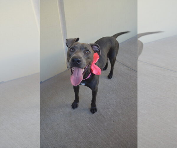 Medium Photo #3 American Pit Bull Terrier-Unknown Mix Puppy For Sale in McKinney, TX, USA
