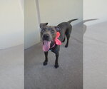 Small #2 American Pit Bull Terrier Mix