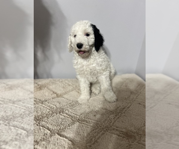 Medium Photo #1 Sheepadoodle Puppy For Sale in YATES CENTER, KS, USA
