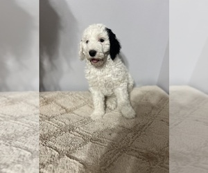 Sheepadoodle Puppy for sale in YATES CENTER, KS, USA