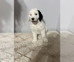 Small Photo #1 Sheepadoodle Puppy For Sale in YATES CENTER, KS, USA