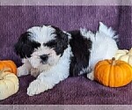 Small Photo #6 Shih Tzu Puppy For Sale in BRIDGEWATER, VA, USA