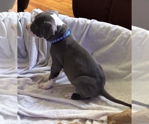 American Pit Bull Terrier Puppy for sale in HICKORY, NC, USA