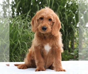 Labradoodle-Poodle (Standard) Mix Puppy for sale in FREDERICKSBG, OH, USA