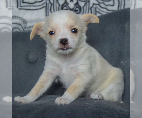 Medium Photo #2 Chiweenie Puppy For Sale in Huntley, IL, USA