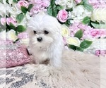 Small #43 Maltese